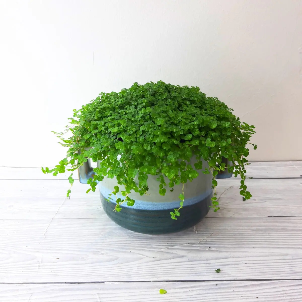 Kućna sreća T10 - Akcija u trgovini Bauhaus