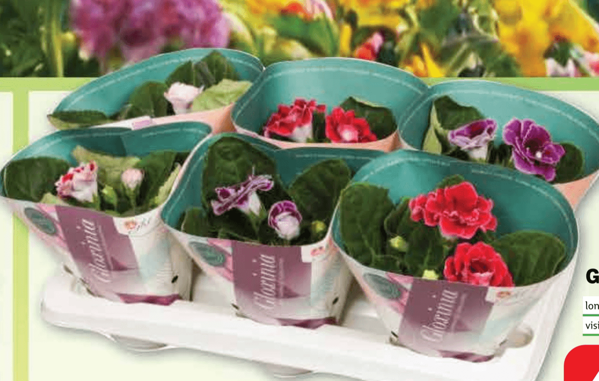 Gloksinija Ø 12 cm, visina 30 cm - Akcija u trgovini Plodine