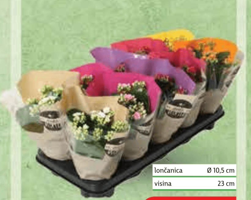 Kalanchoa mix Ø 10,5 cm; visina 24 cm Akcija u trgovini Plodine