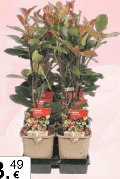 Photinia fraseri Red Robin Akcija u trgovini KTC