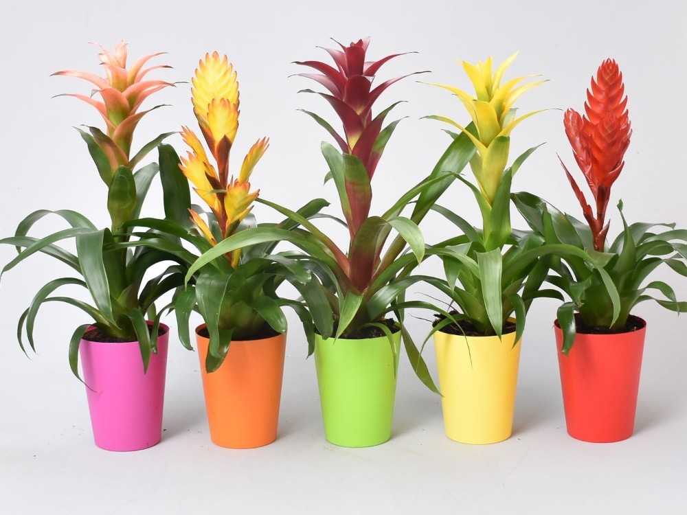 Bromelija mix lončanica Ø 12 cm, visina 50 cm Akcija u trgovini Plodine