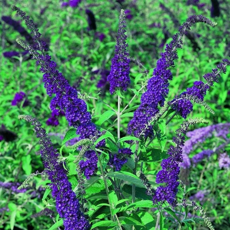 Buddleja davidii 40-50 cm - Akcija u trgovini Vinkoprom
