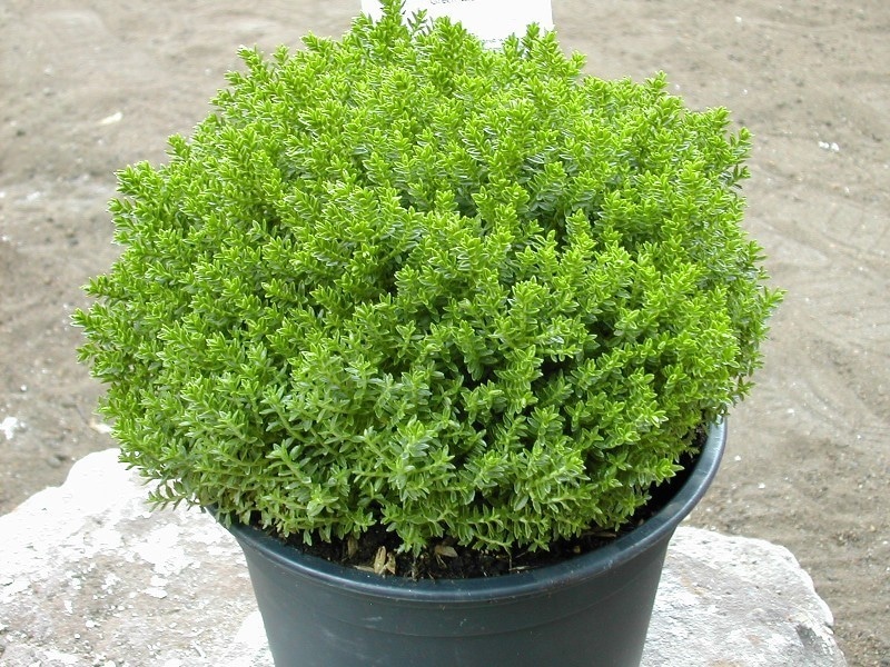 Heba lončanica Ø 10,5 cm, visina 10 cm NANDINA Akcija u trgovini Plodine