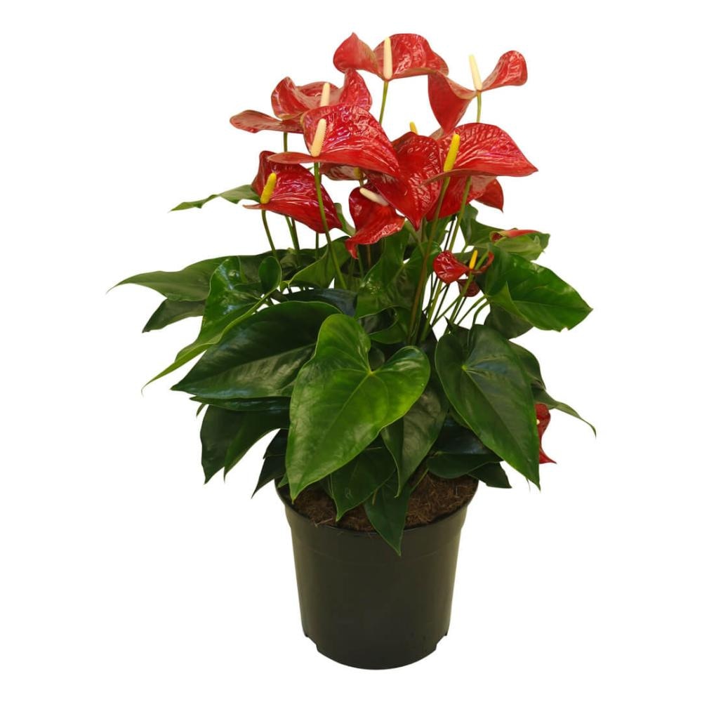Cvijet Anthurium Akcija u trgovini Eurospin