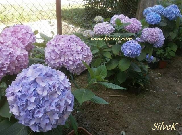 Sadnica hortenzije - Akcija u trgovini Plodine