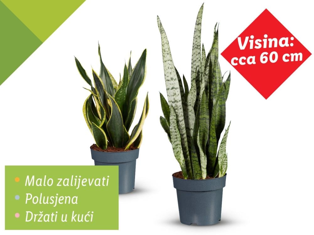 Sanseverija mix Komad; visina: cca 60 cm; promjer: cca 21 cm Akcija u trgovini Lidl