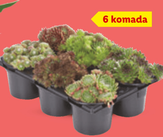 Sempervivum 6 komada Akcija u trgovini Lidl