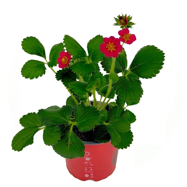 Jagoda mjesečarka 1 komad - Akcija u trgovini Kaufland