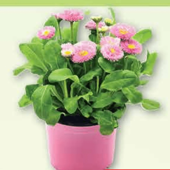 Tratinčica Bellis lončanica Ø 9 cm - Akcija u trgovini Plodine