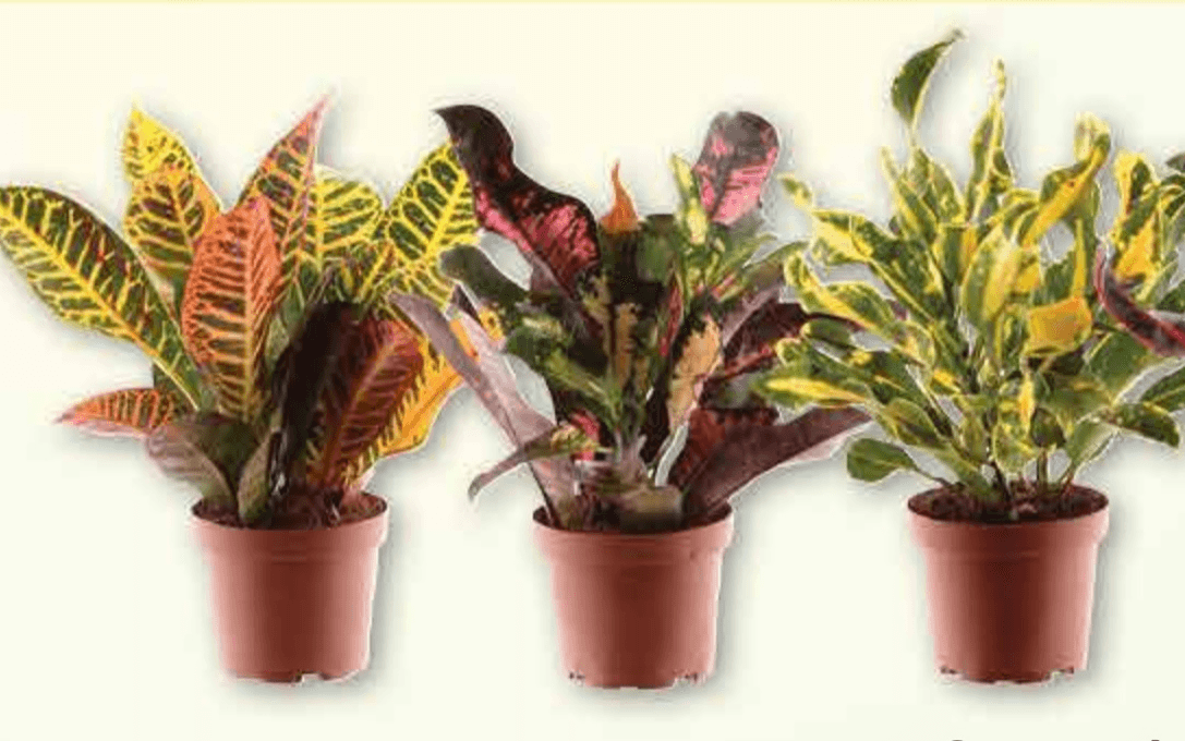 Croton mix lončanica Ø 12 cm, visina 35 cm - Akcija u trgovini Plodine