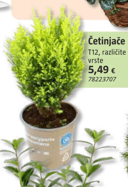 Četinjače T12 Akcija u trgovini Bauhaus