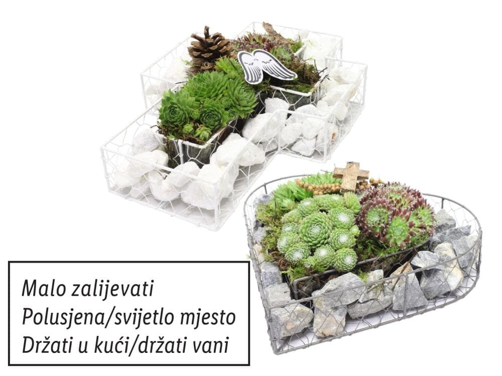 Sempervivum mix Akcija u trgovini Lidl