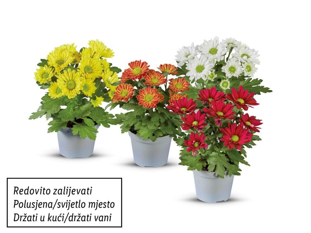 Mini krizantema Akcija u trgovini Lidl