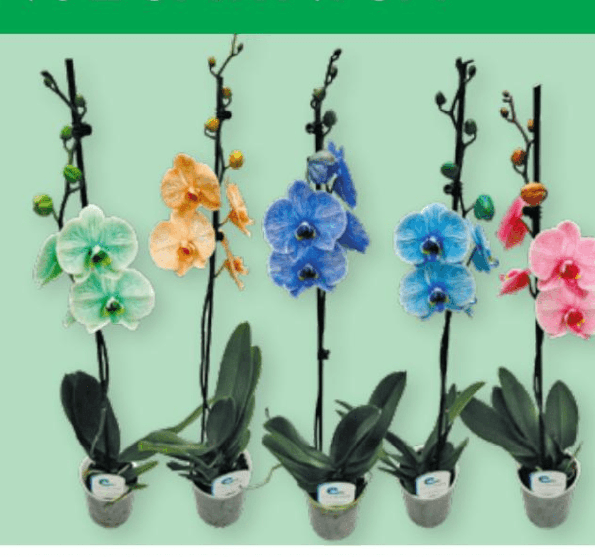 Orhideja 1 kom - Akcija u trgovini Spar