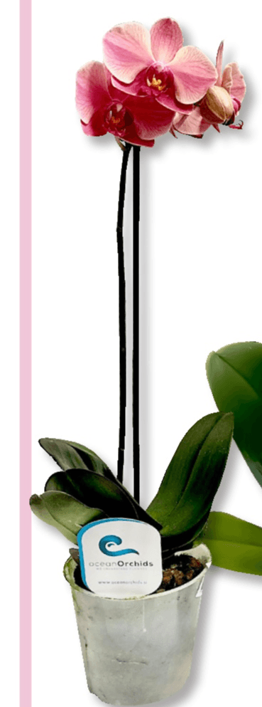 'Taiwan' T12, 1 stabljika ocean Orchids - Akcija u trgovini Bauhaus