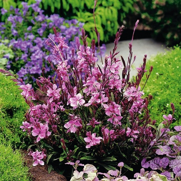 Gaura promjer 20 cm, 1 kom Akcija u trgovini Kaufland