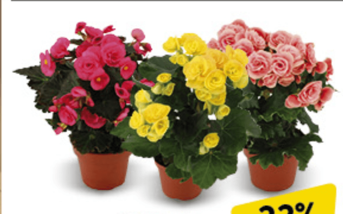 Begonia Double Mix kom - Akcija u trgovini Konzum