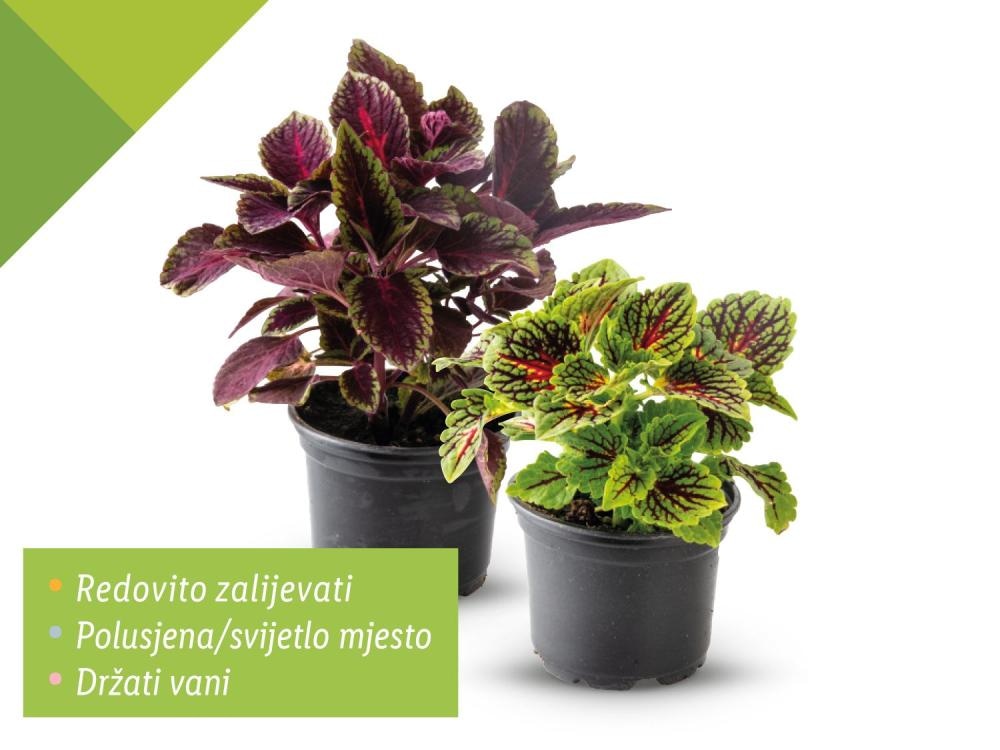 Ukrasna kopriva - Akcija u trgovini Lidl
