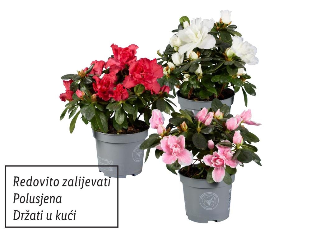 Azaleja Akcija u trgovini Lidl