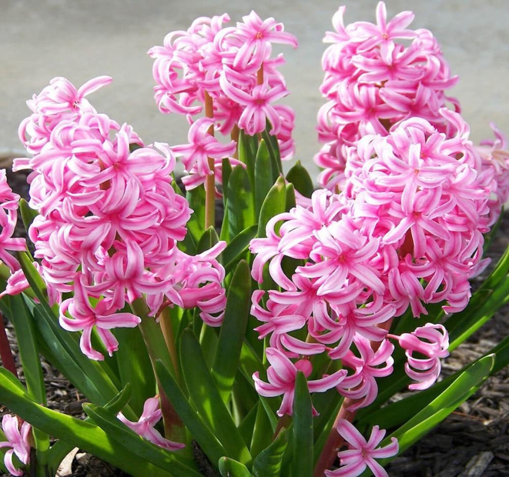 Zumbul Ø 7 cm - Akcija u trgovini KTC