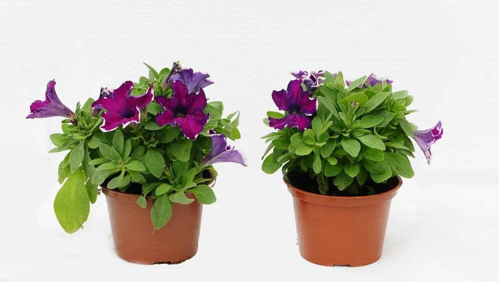 Surfinia lončanica Ø 10 cm, visina 20 cm - Akcija u trgovini Plodine