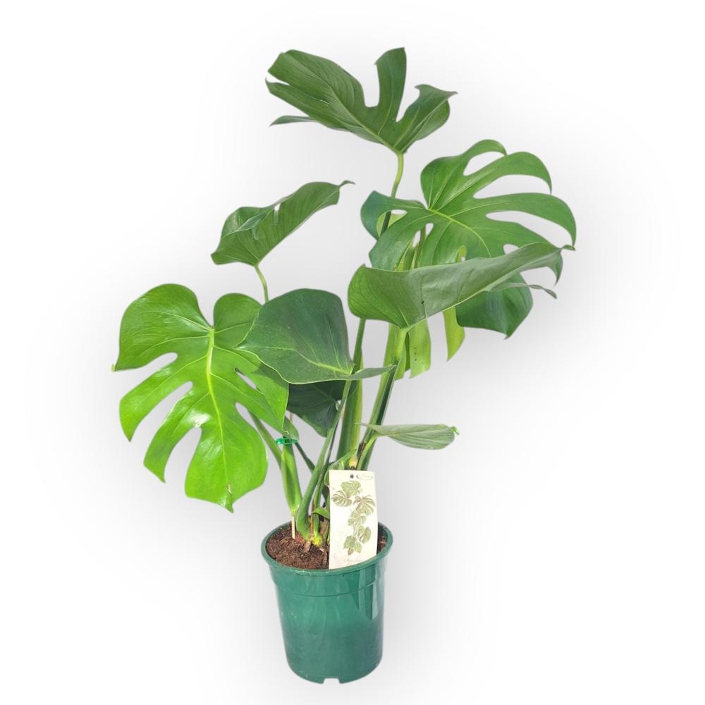 Cvijet Monstera Deliciosa - Akcija u trgovini KTC