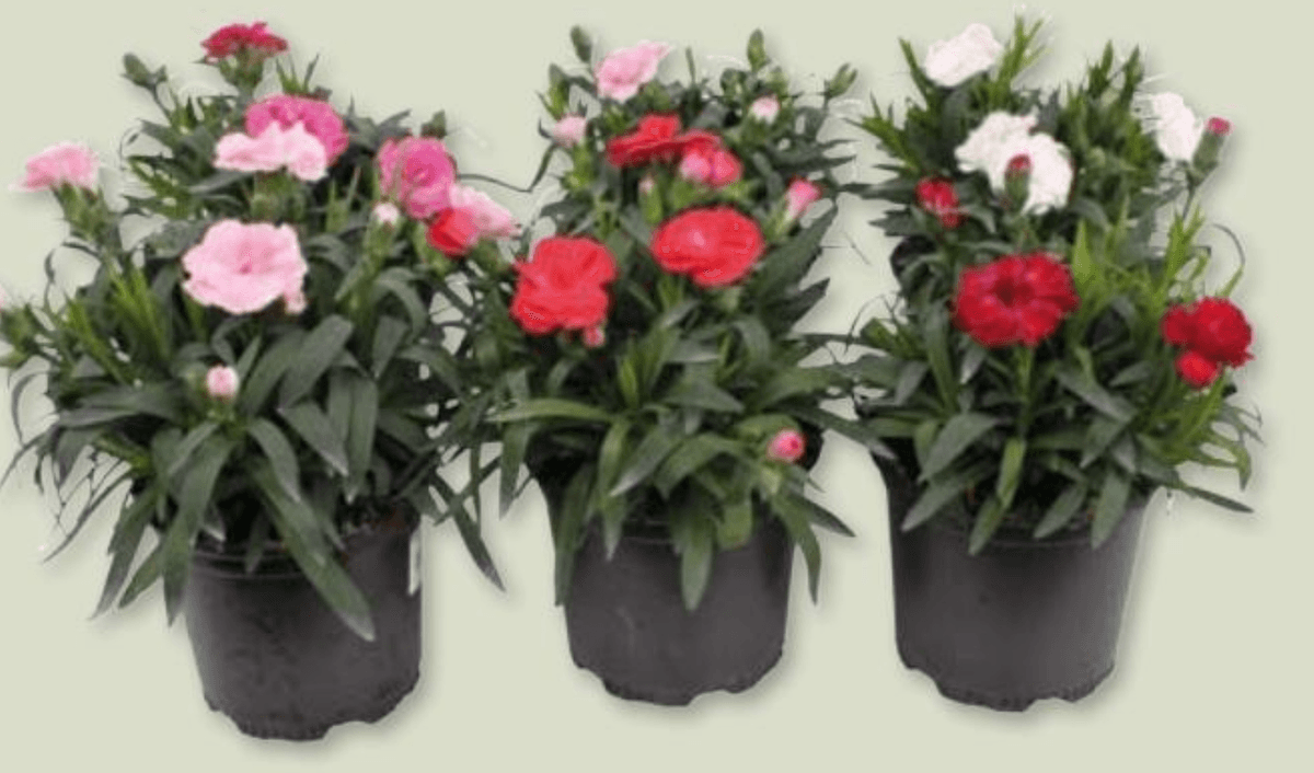 Dianthus 1 kom - Akcija u trgovini Spar