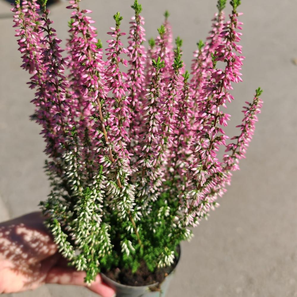 Vrijesak Calluna Beauty Ladies tegla promjera 13 cm Akcija u trgovini Kaufland