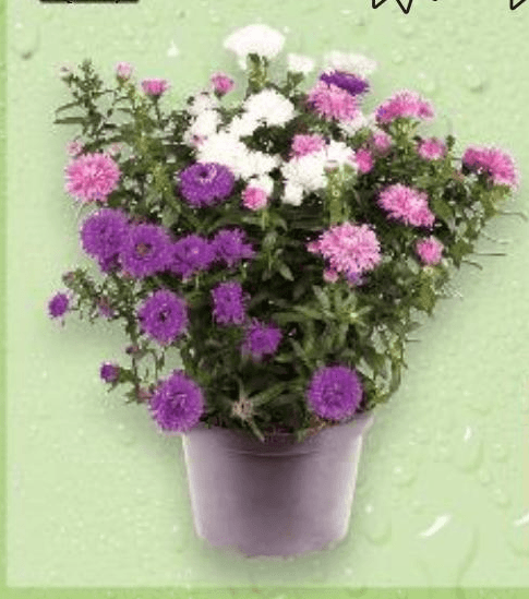 Aster 13 cm Akcija u trgovini Kaufland