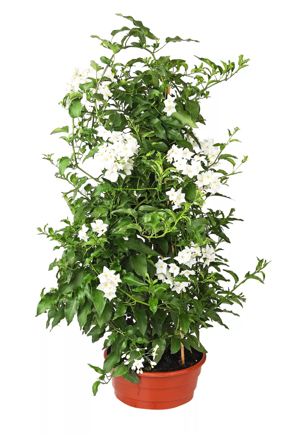 Jasmin u tegli promjera 23 cm komad Akcija u trgovini Kaufland