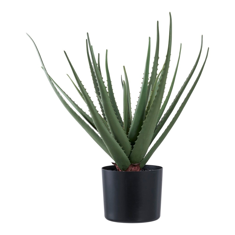 Aloe Vera Komad; visina: cca 30 cm; promjer: cca 10 cm Akcija u trgovini Lidl
