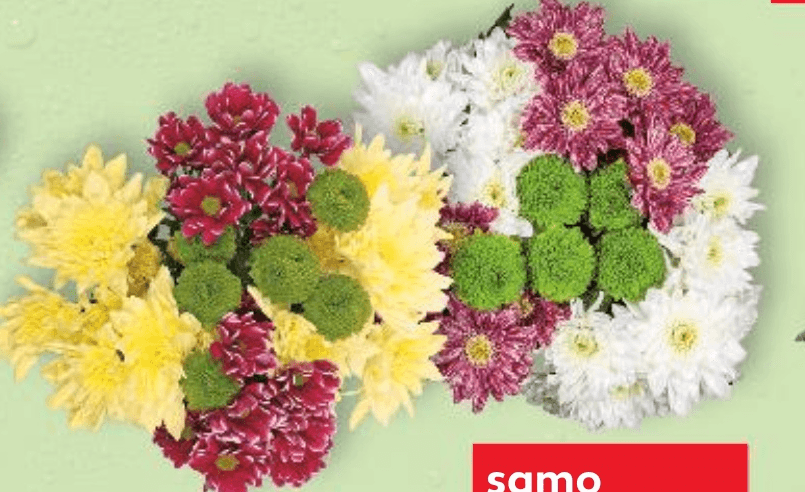 Buket krizantema 5 komada - Akcija u trgovini Kaufland