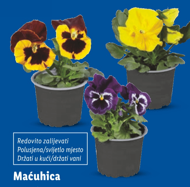 Maćuhica Akcija u trgovini Lidl