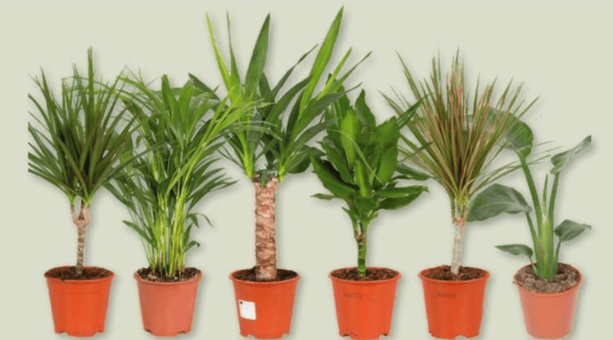 Zeleni cvijet Basic 1 kom - Akcija u trgovini Spar