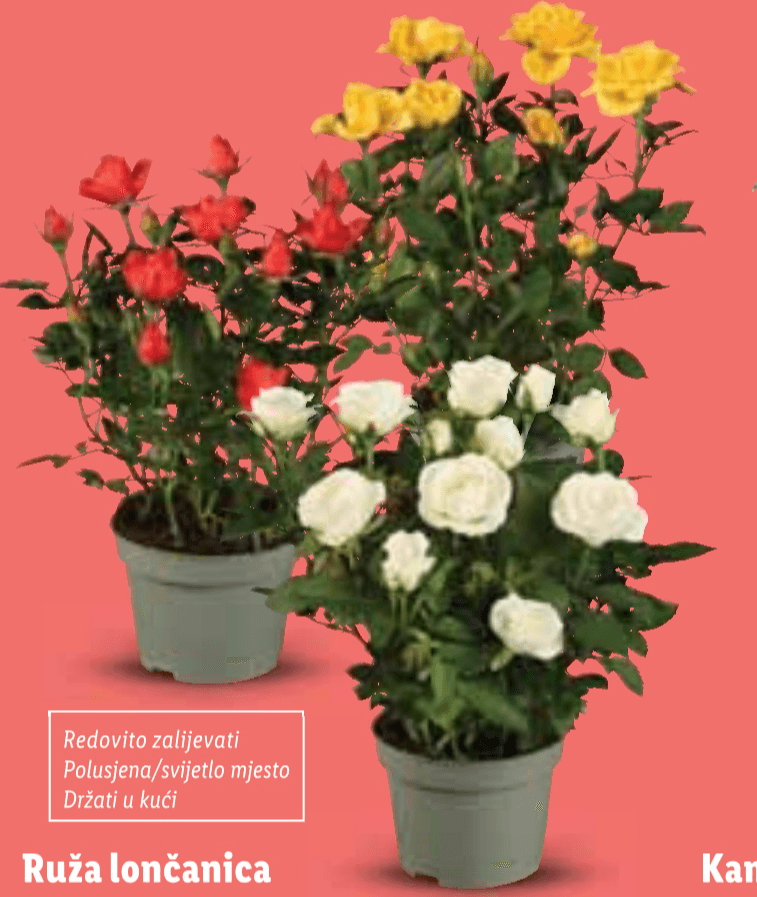 Ruža lončanica Komad - Akcija u trgovini Lidl