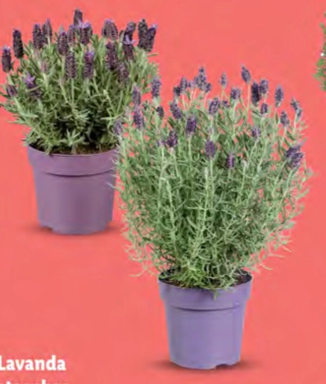 Lavanda stoechas Akcija u trgovini Lidl