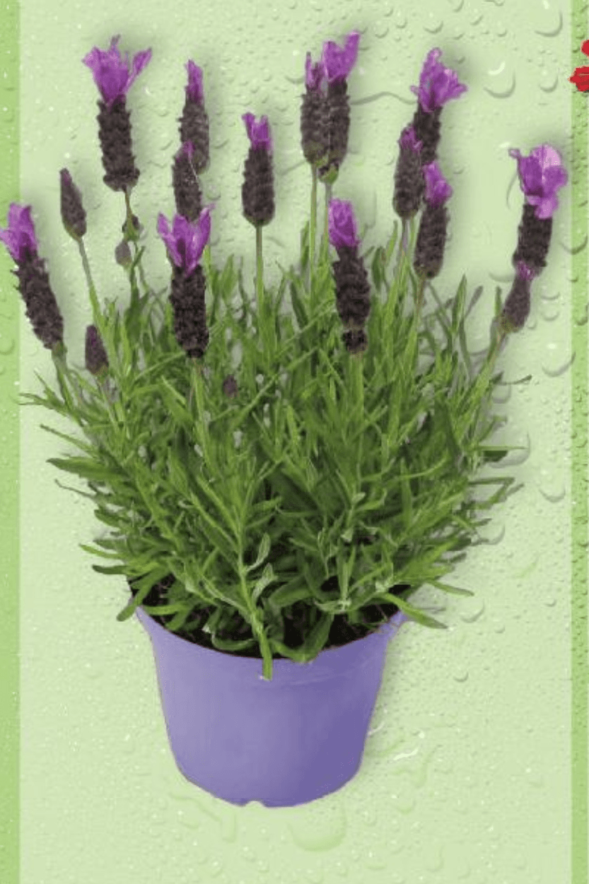 Lavanda 1 komad - Akcija u trgovini Kaufland