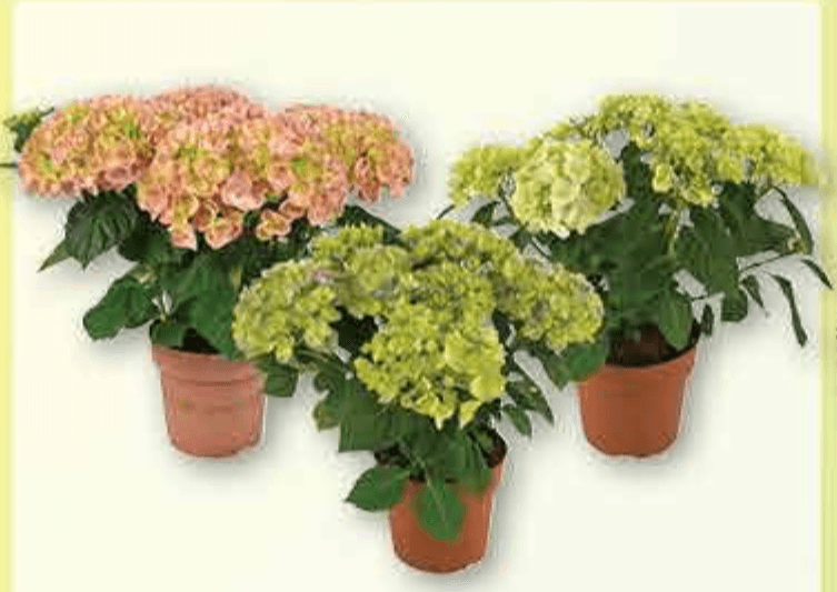 Hortenzija Mix 1 komad - Akcija u trgovini Plodine