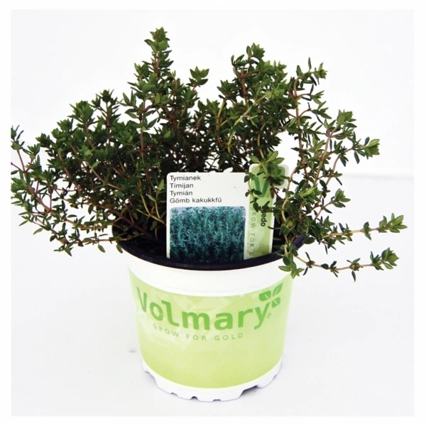 Timijan 'Mystic Lemon' U teglici T12! Volmary - Akcija u trgovini Bauhaus