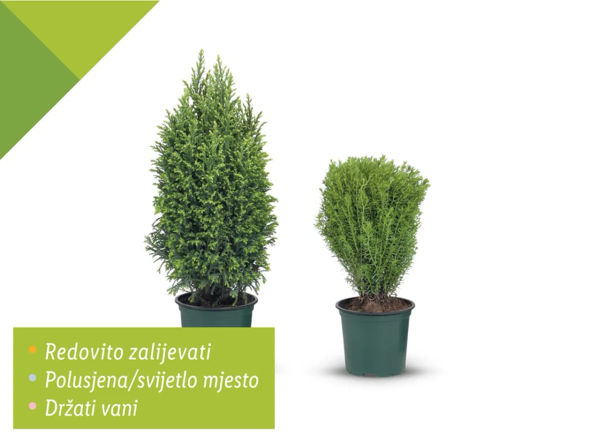 Ellwoodi Akcija u trgovini Lidl