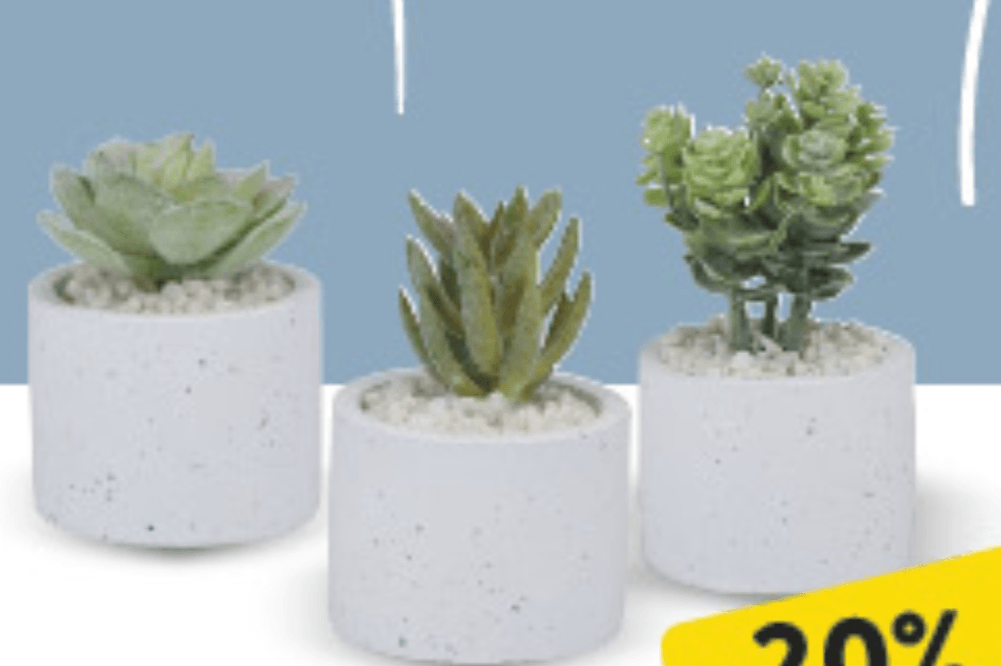 Biljka u tegli - Akcija u trgovini Konzum