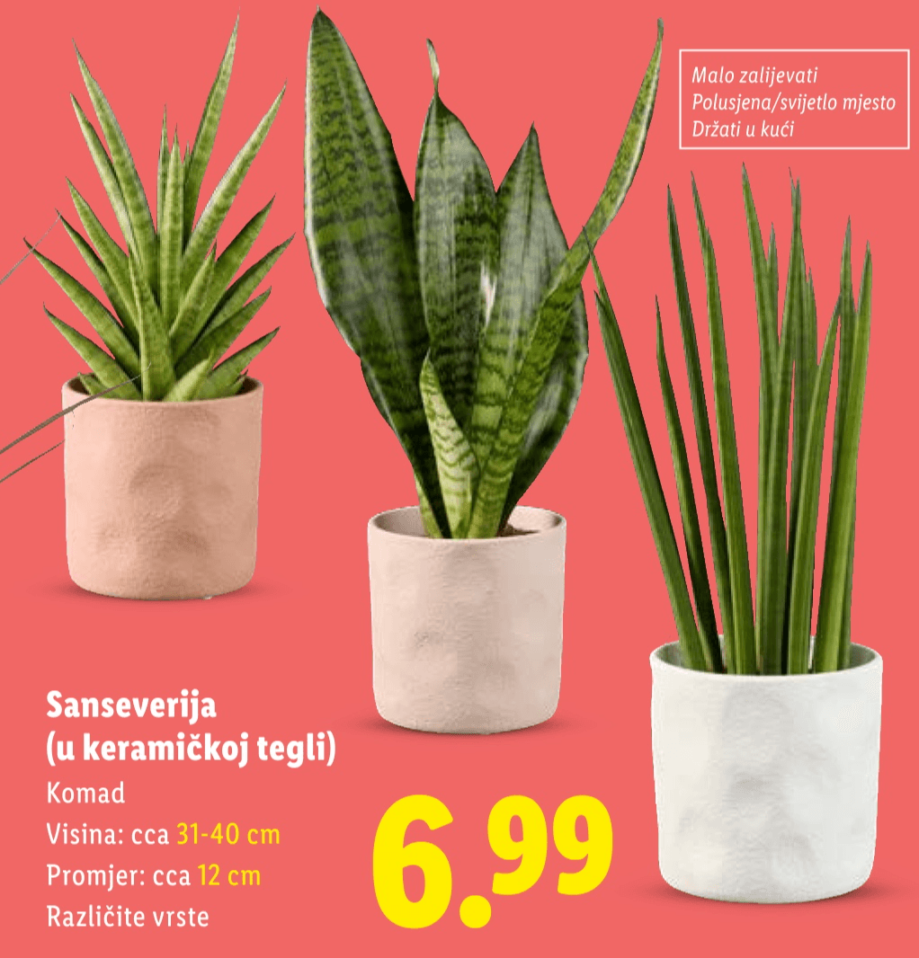 Sanseverija Komad Akcija u trgovini Lidl