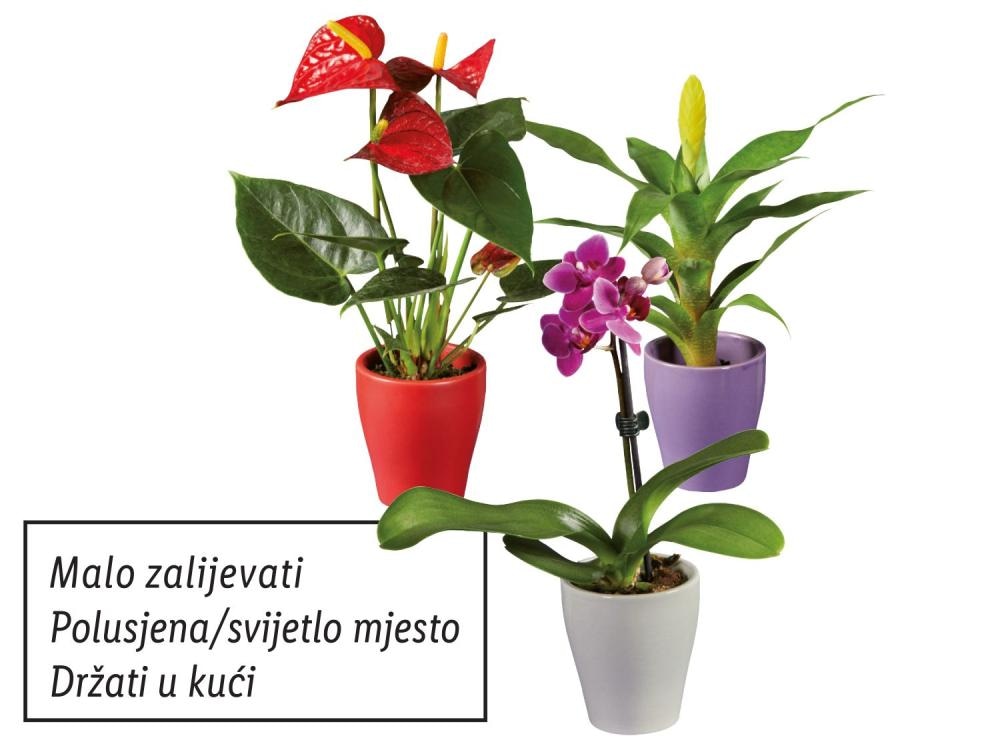 Mini sobno bilje mix Akcija u trgovini Lidl
