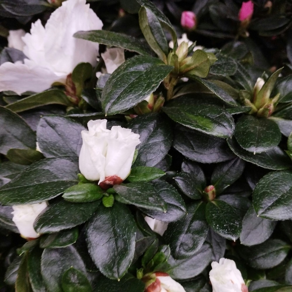 Azalea Stablašica Ø 12 cm, visina 40 cm Akcija u trgovini Plodine