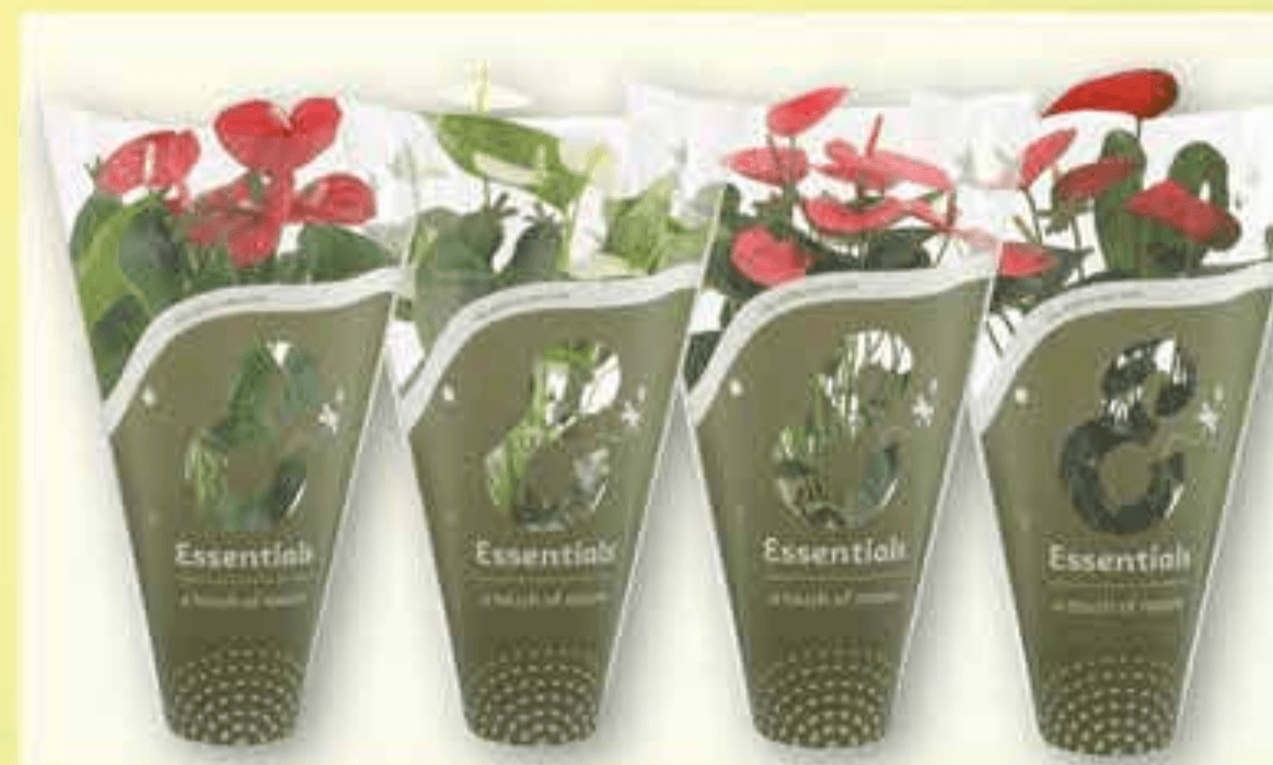 Anturij Mix lončanica Ø 12 cm, visina 45 cm - Akcija u trgovini Plodine