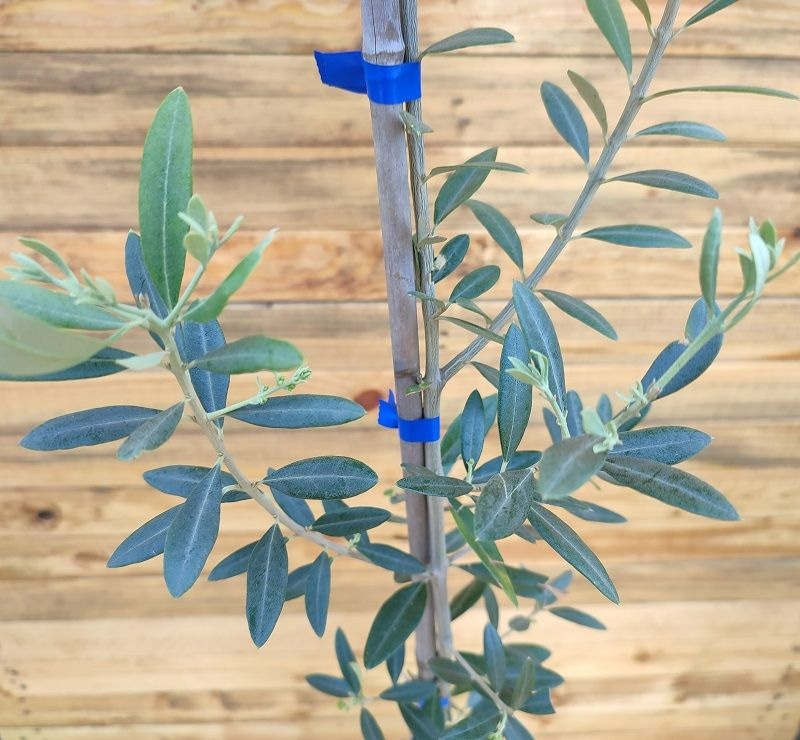 Sadnica masline 1 kom Vrtovi Hrvatske - Akcija u trgovini Spar