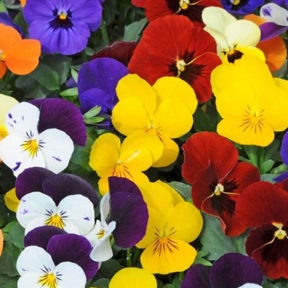 Maćuhica 1 kom - Akcija u trgovini Spar