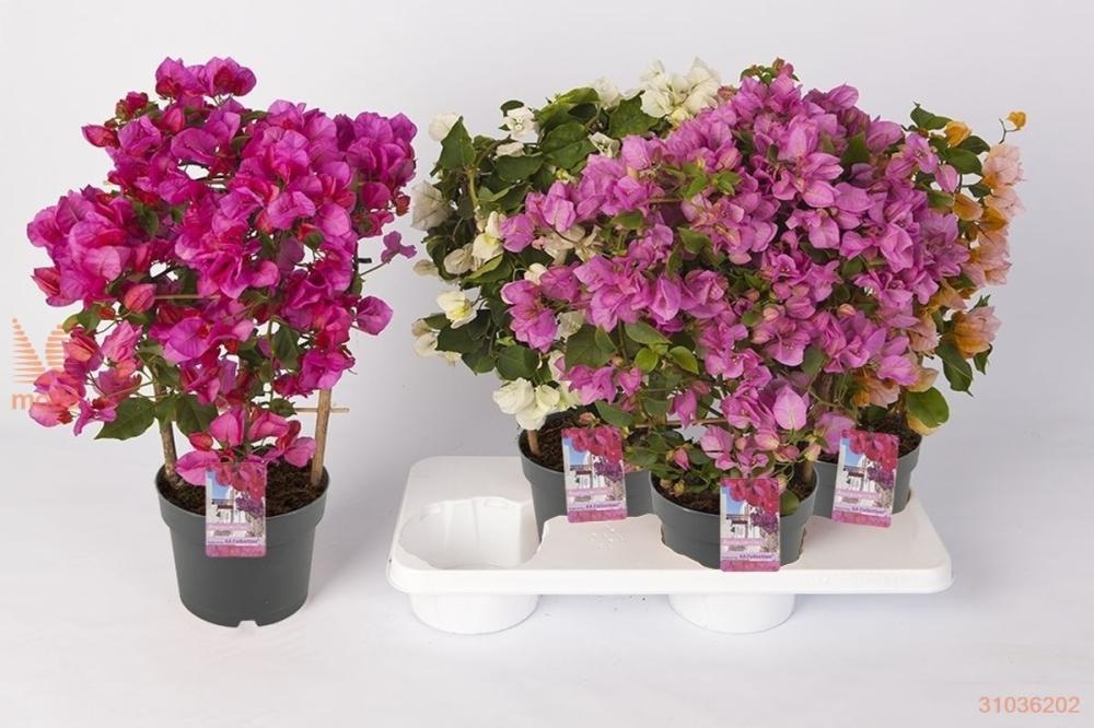 Sadnica Bougainvillea 100-125 cm - Akcija u trgovini Pevex