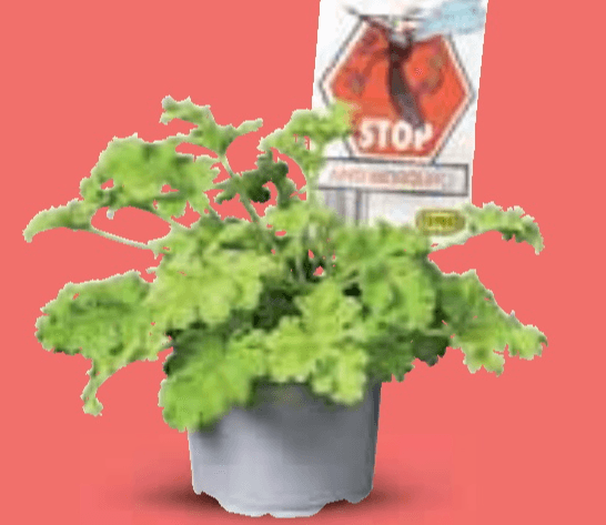 Mirisna pelargonija Komad - Akcija u trgovini Lidl