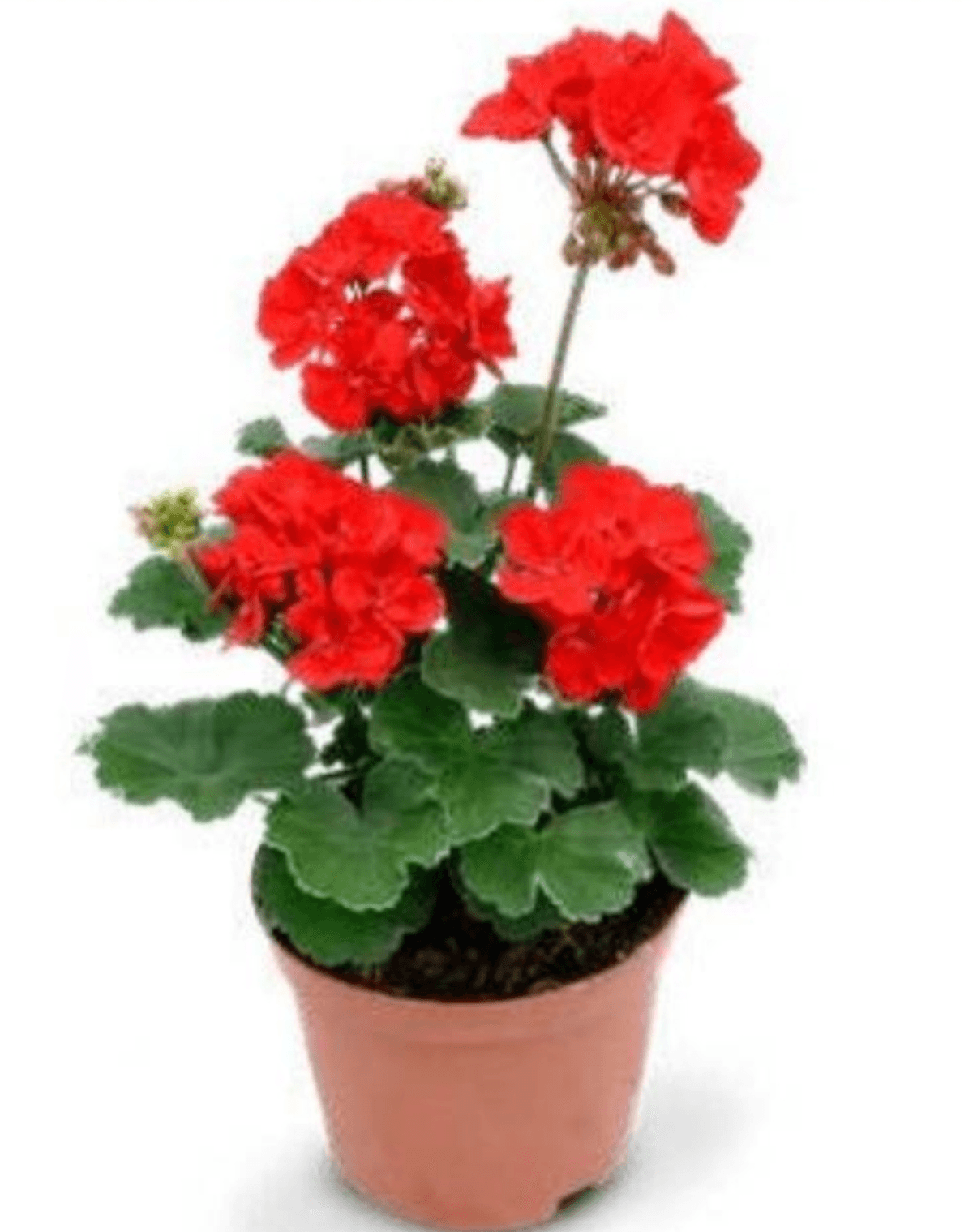 Pelargonija - Akcija u trgovini Eurospin